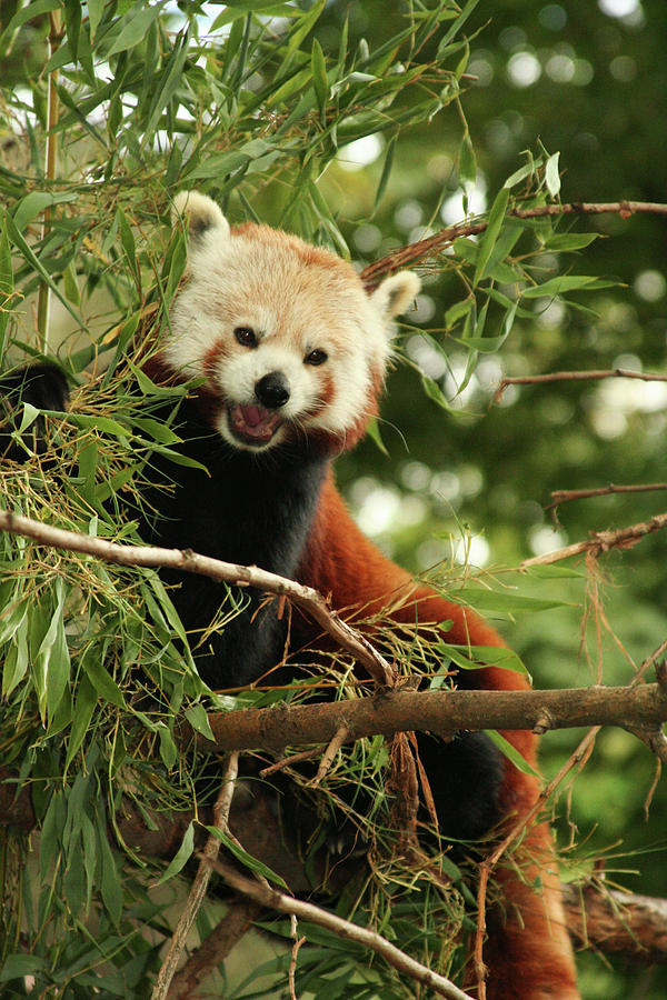 Red Panda Photograph by Celine Pollard