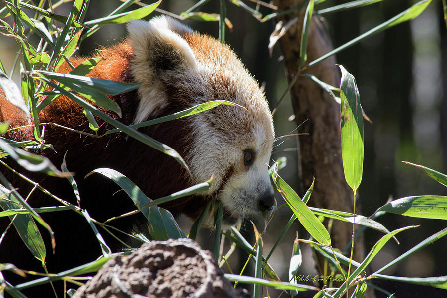 Red Panda Photograph by ChelleAnne Paradis