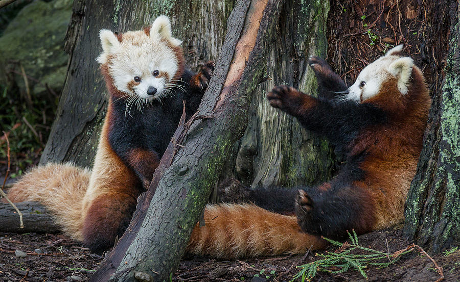 Red Panda Cubs at Play Photograph by Greg Nyquist