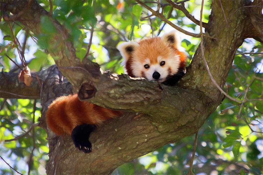 Red Panda Cutie Photograph