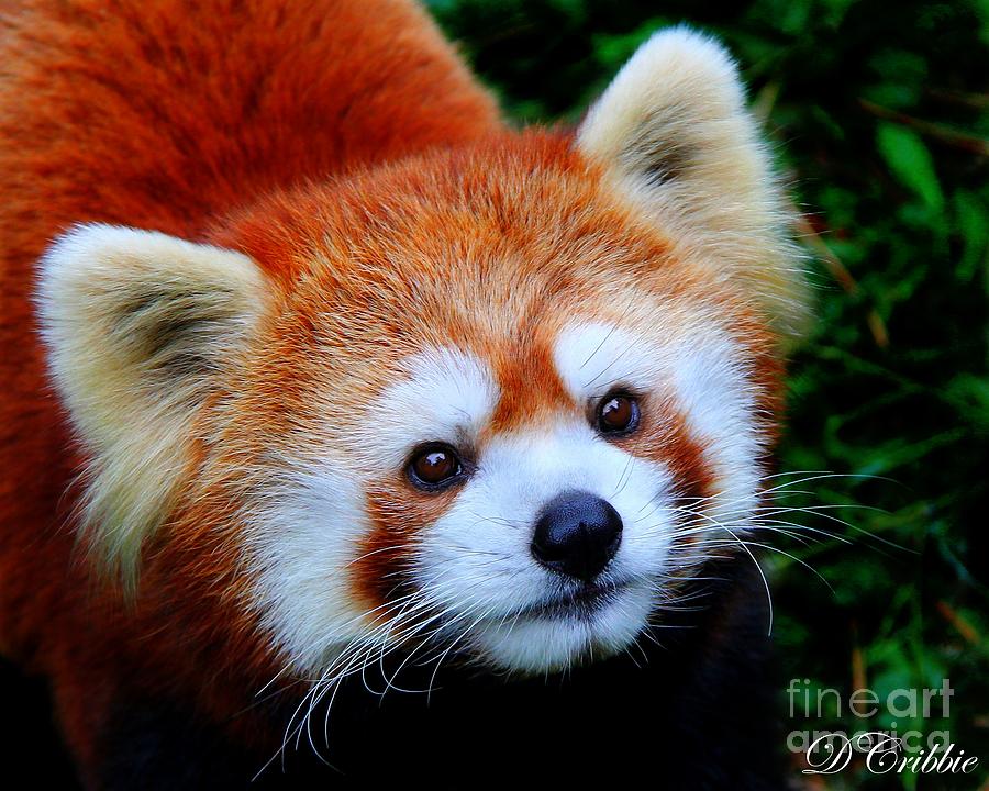 Animal Photograph - Red Panda by Davandra Cribbie
