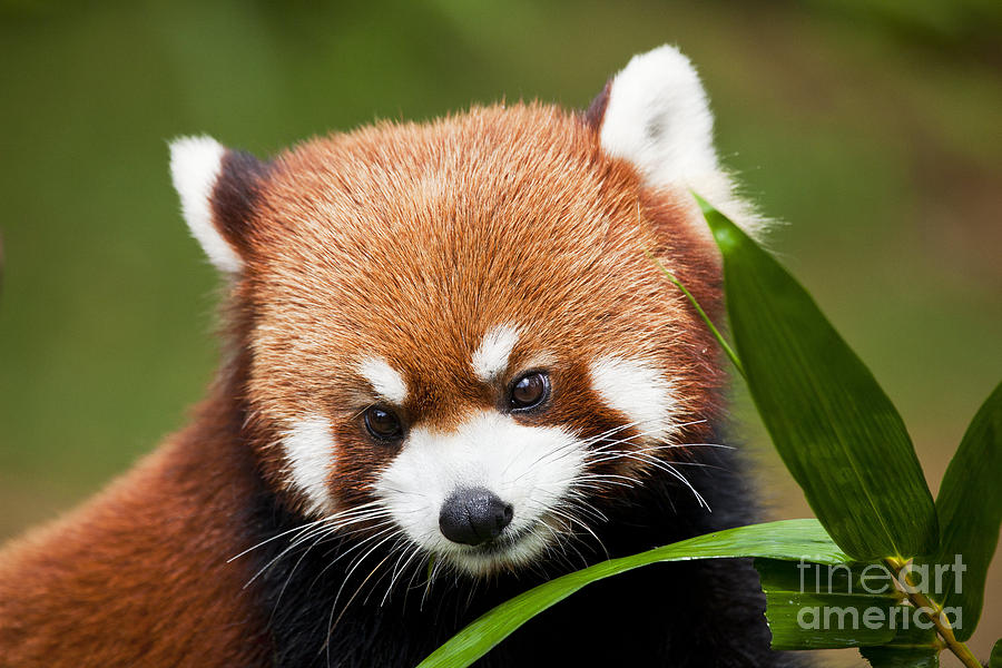 Red Panda Photograph by Dave Fleetham - Printscapes
