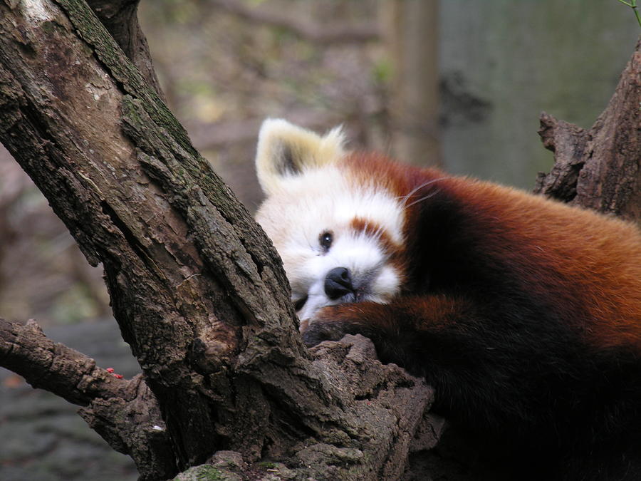 Red Panda Photograph