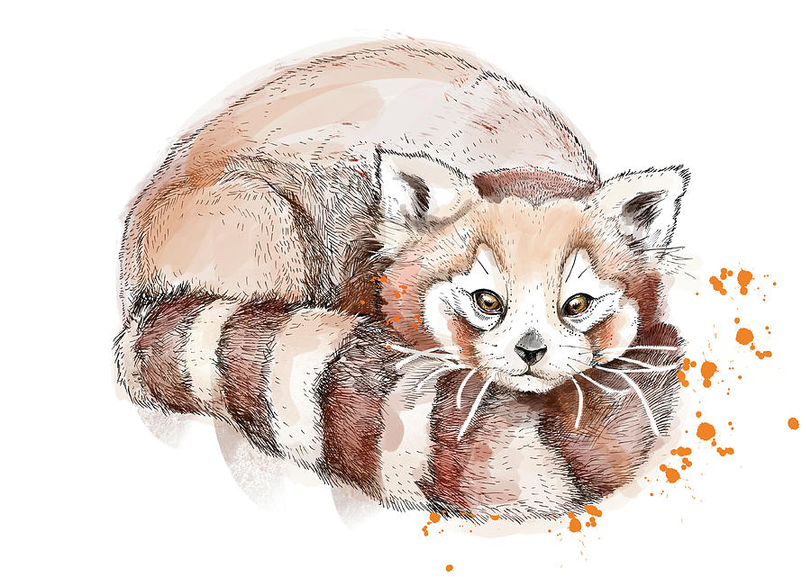 Red Panda Drawing by Dodo Fine Art America