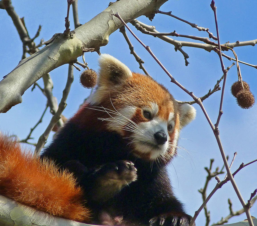 Nature Photograph - Red Panda Exploring by Margaret Saheed