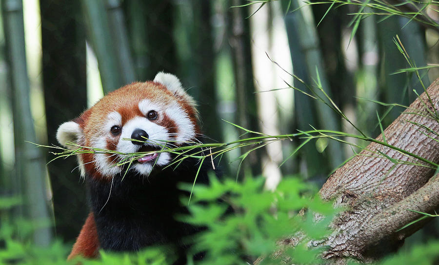 Red Panda Photograph by Gina Fitzhugh