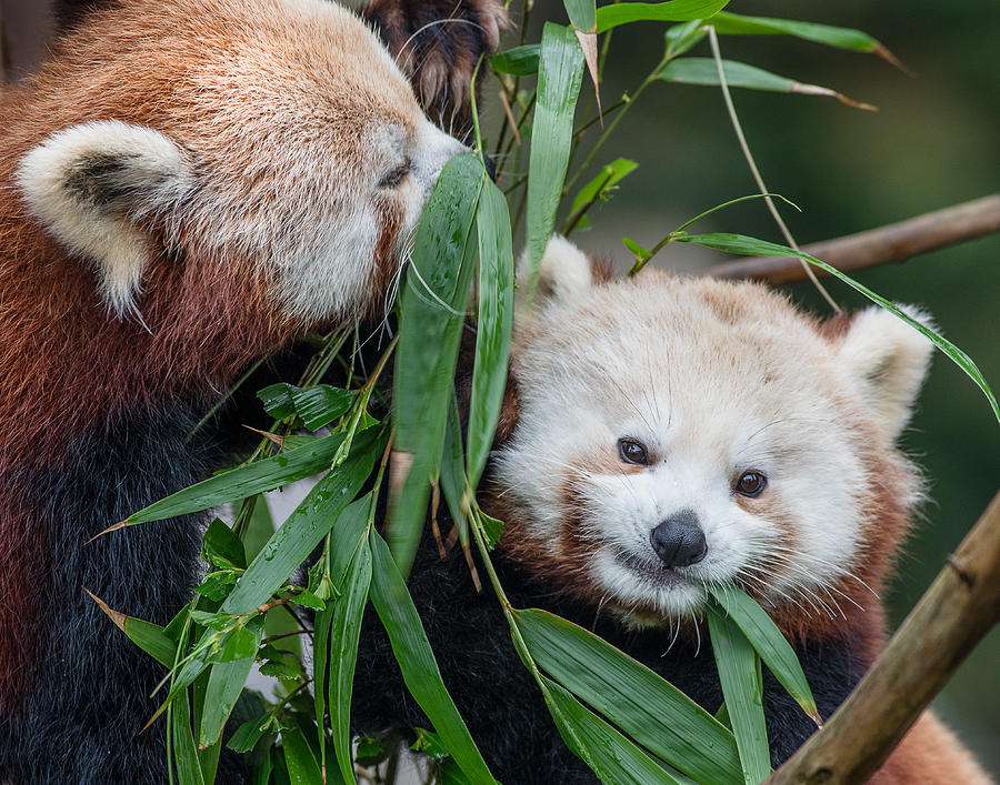 Red Panda Gossip Photograph by Greg Nyquist