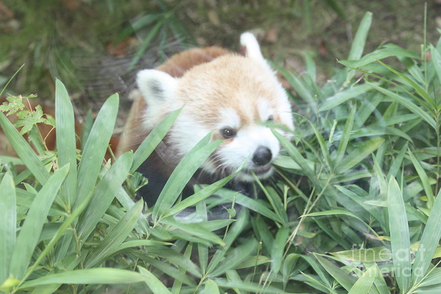 Red Panda Hiding Photograph by John Telfer
