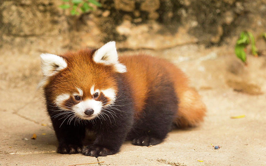 Wildlife Photograph - Red Panda by Jackie Russo