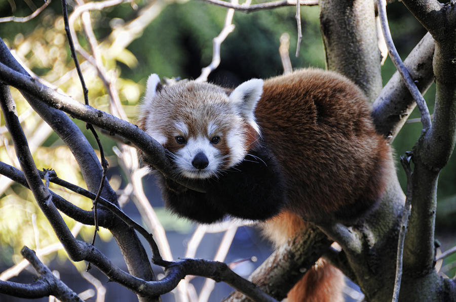 Red Panda Photograph by Jody Lovejoy