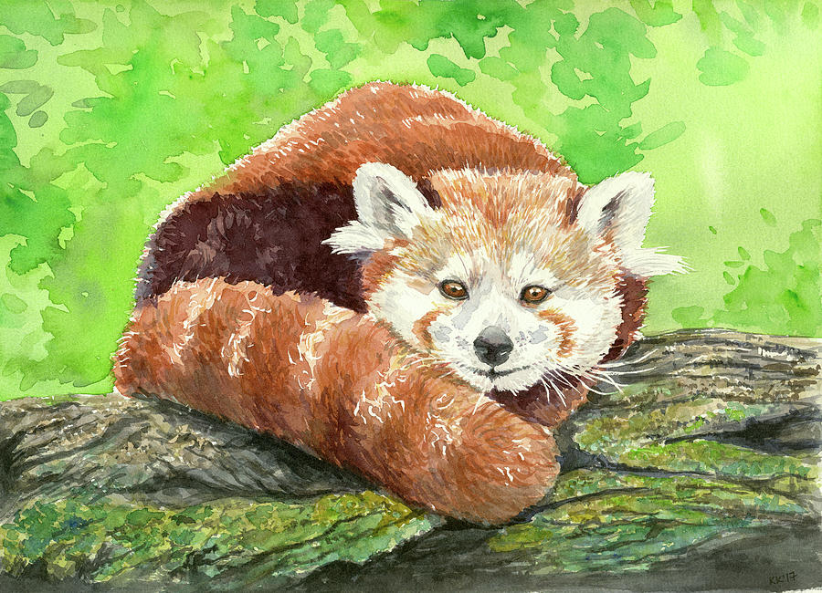 Red panda картины