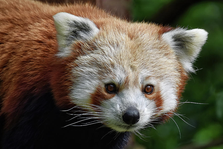 Red Panda Photograph by Kuni Photography