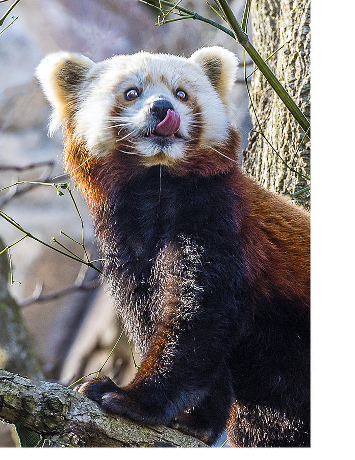 Red Panda Licking Photograph by William Bitman