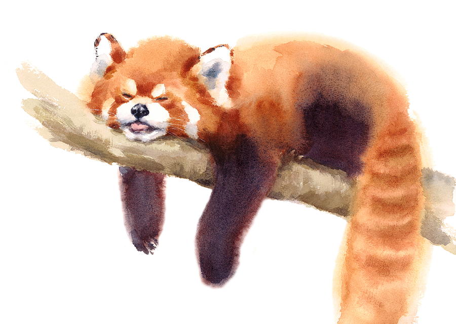 Mammal Painting - Red Panda by Maria Stezhko