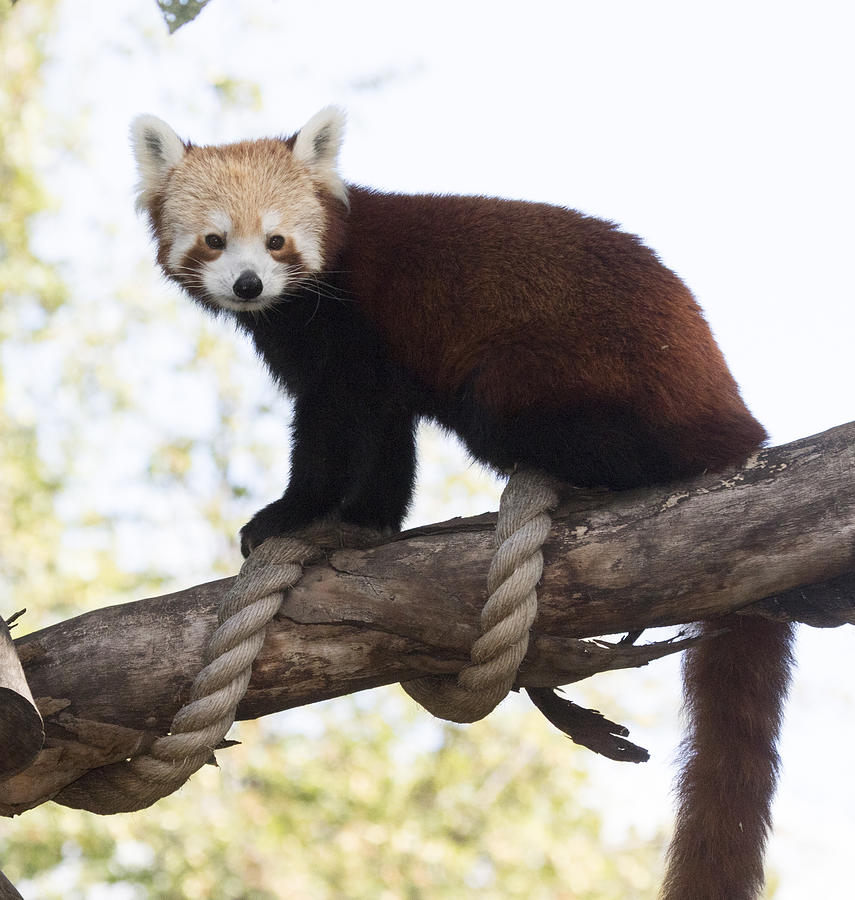 Red panda Photograph by Masami Iida