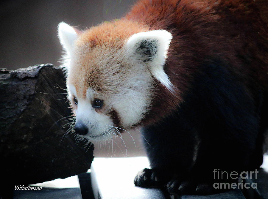 Red Panda Memphis Zoo Photograph by Veronica Batterson