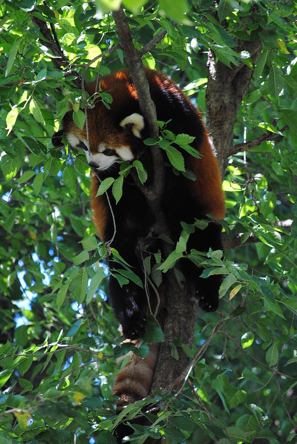 Red Panda Photograph by Michelle Williams - Fine Art America