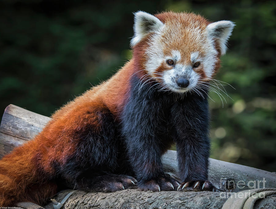 Red Panda  Photograph by Mitch Shindelbower