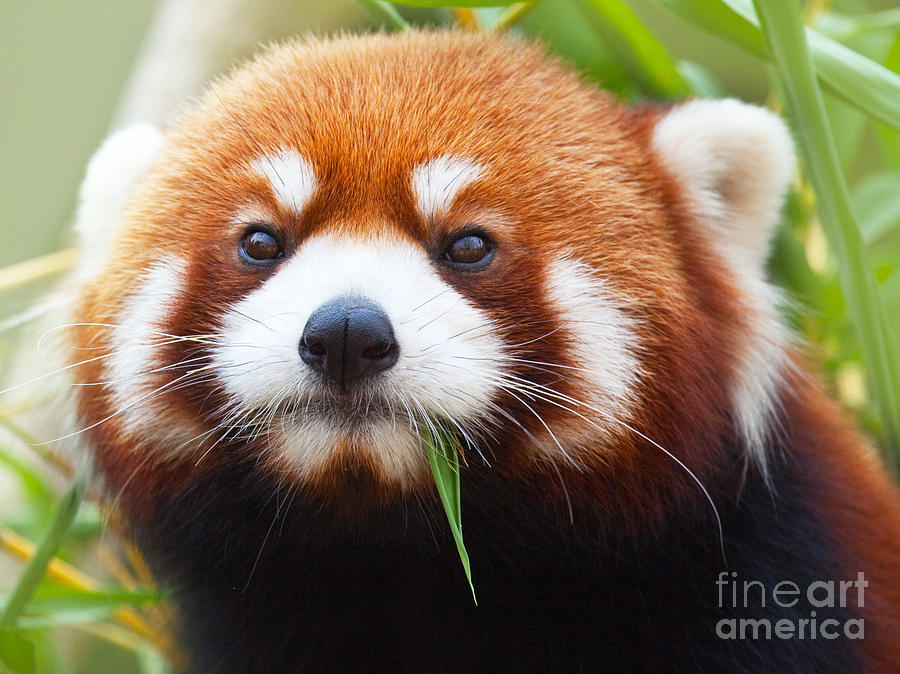 Nature Photograph - Red Panda by MotHaiBaPhoto Prints