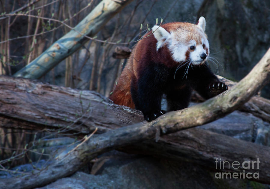 Red Panda on a branch Photograph by Ruth Jolly