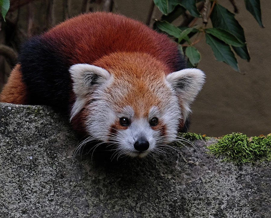 Red Panda peek Photograph by Ronda Ryan