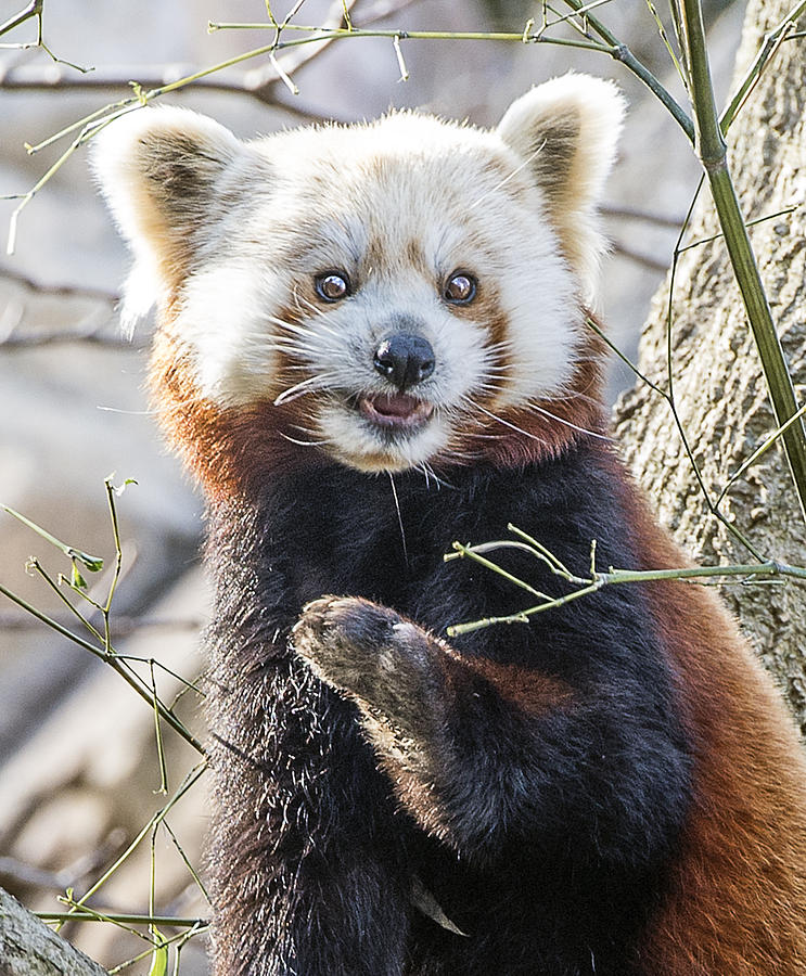 Red Panda portrait Headshot Photograph by William Bitman
