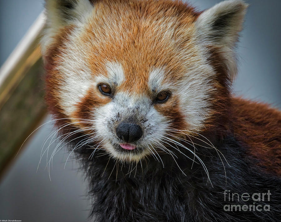 Red Panda Portrait Photograph by Mitch Shindelbower