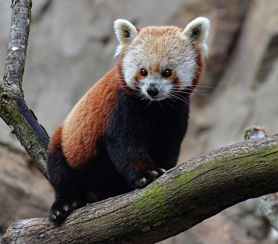 Red Panda portrait Photograph by Ronda Ryan