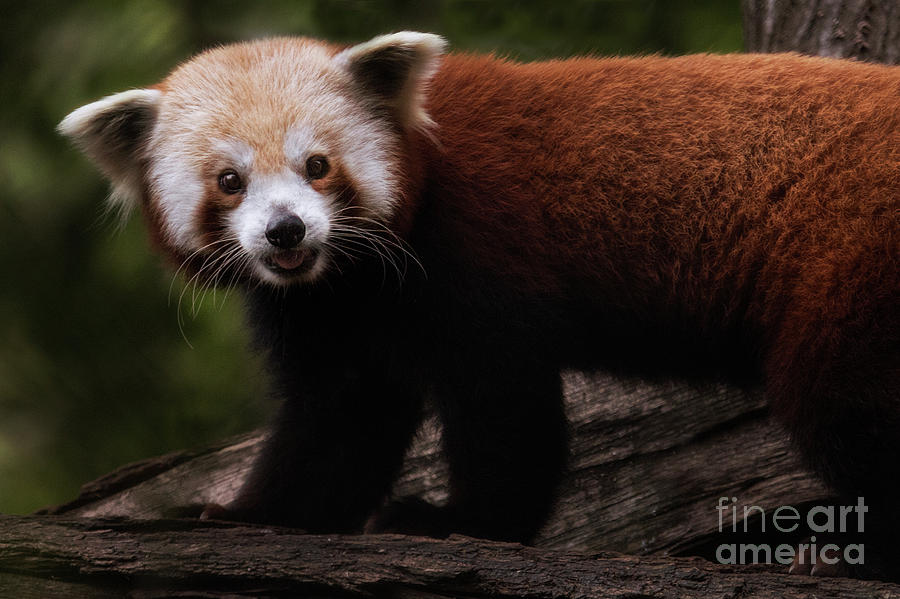 Red Panda Portrait Photograph by Sonya Lang