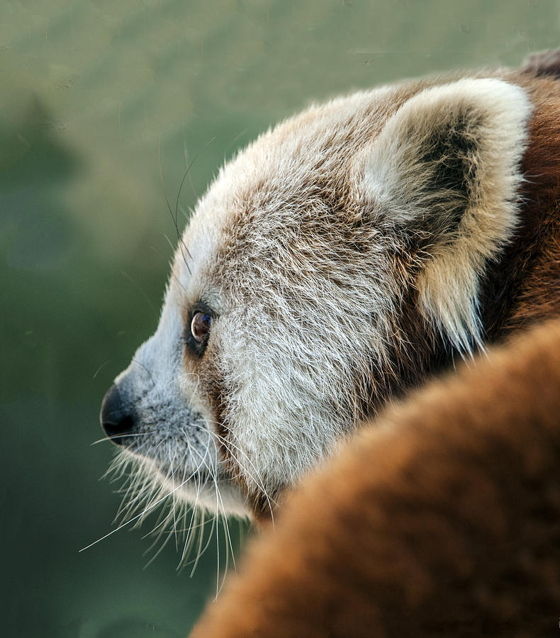 Red Panda Profile Photograph by William Bitman