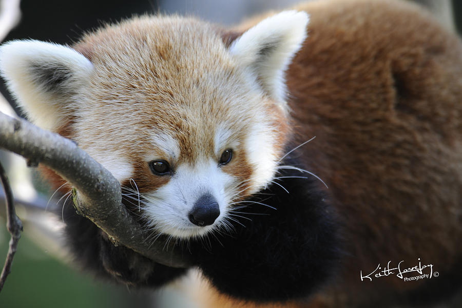 Red Panda Relaxed Photograph by Keith Lovejoy