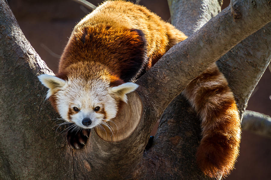 Red Panda Photograph by Ron Pate
