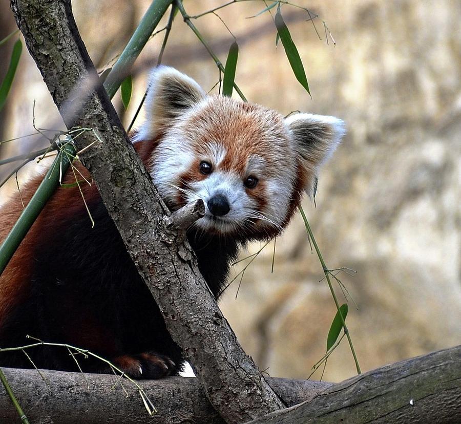 Red Panda Photograph by Ronda Ryan