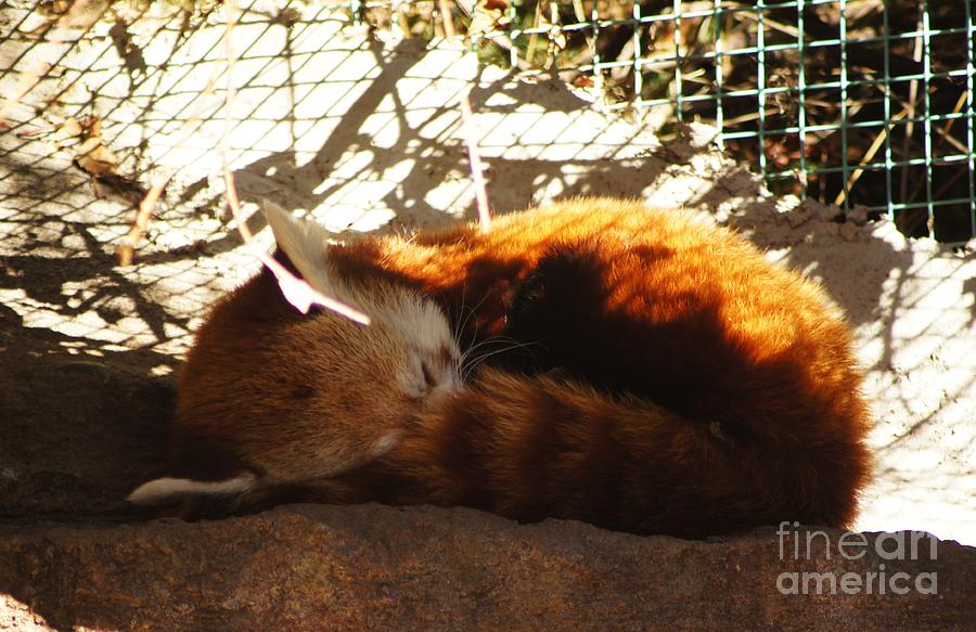 Red Panda Snooze Photograph