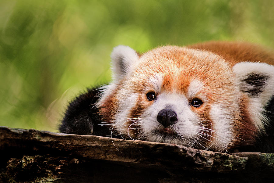 Red Panda Stare Photograph by Don Johnson
