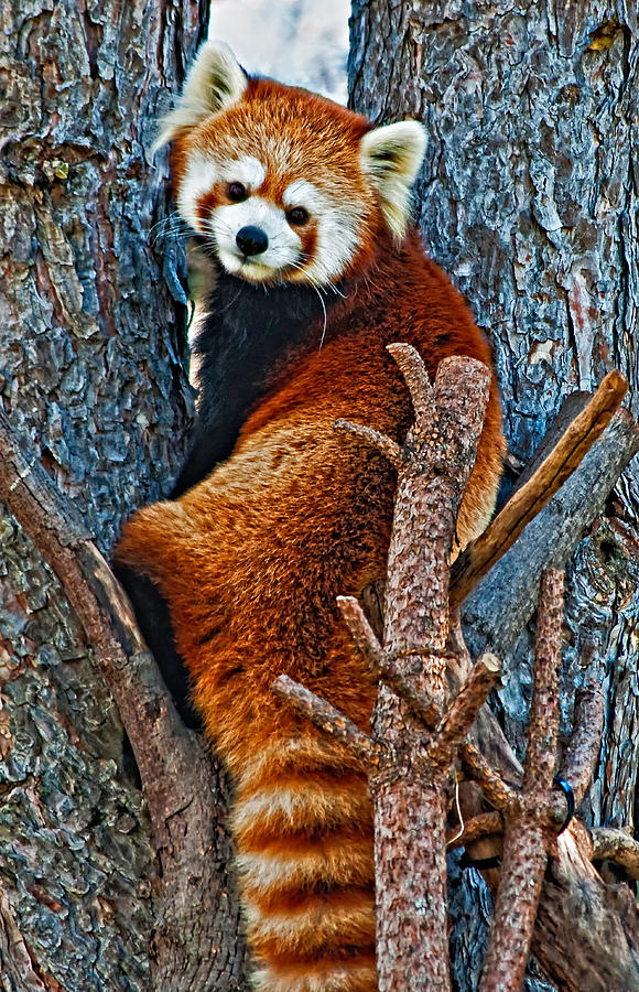 Wildlife Photograph - Red Panda by Steve Harrington