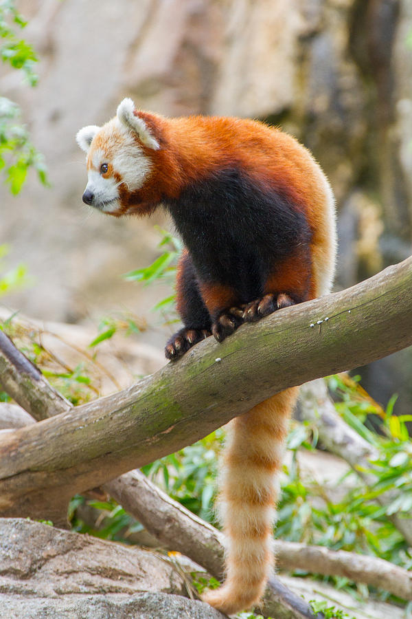 Red Panda Photograph by SR Green
