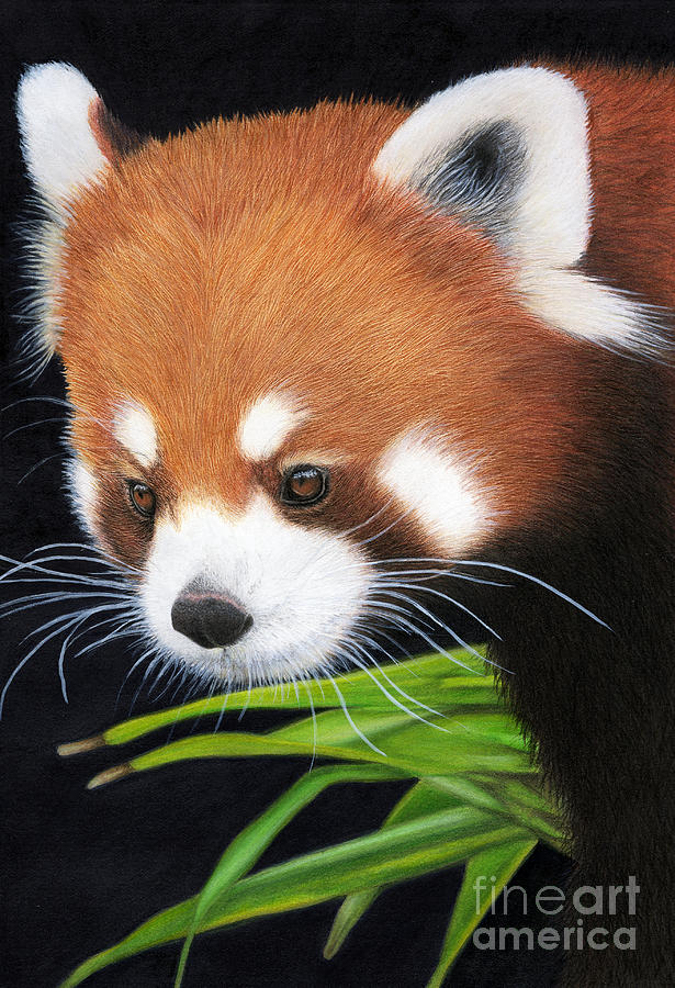 Nature Painting - Red Panda by Tanya Tyrer