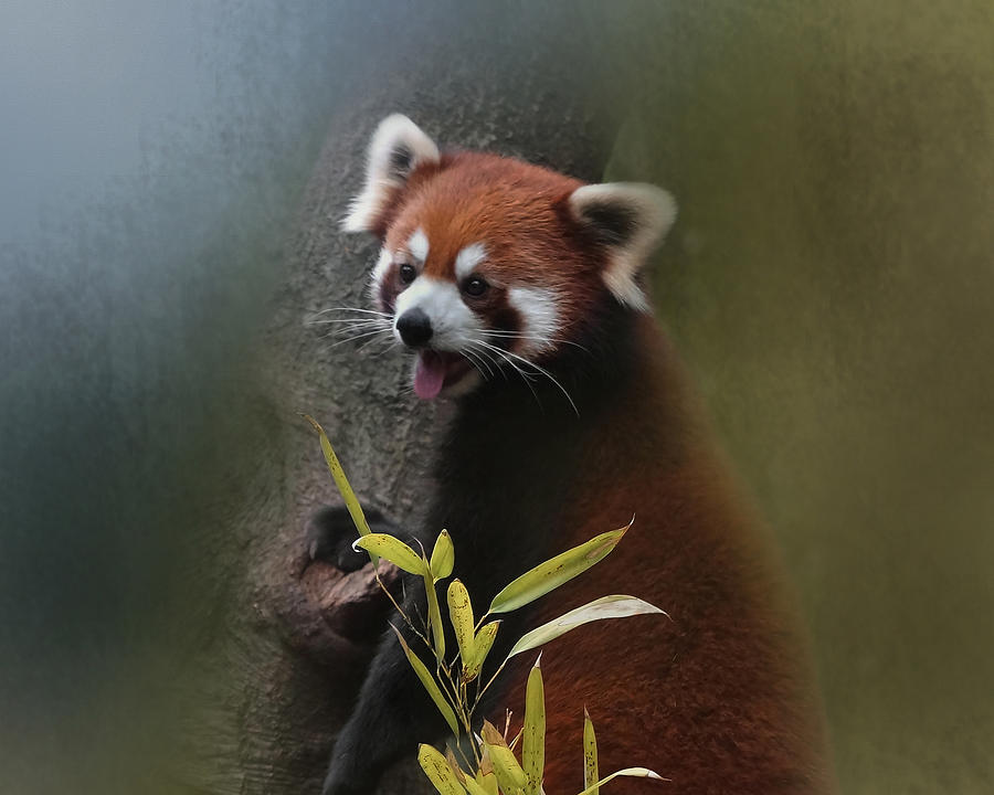 Red Panda Photograph by TnBackroadsPhotos 