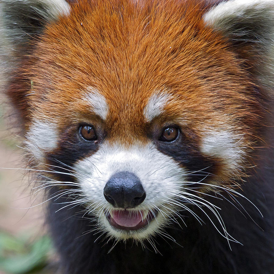 Red Panda captured in China Photograph by Tommy Lindbohm | Pixels