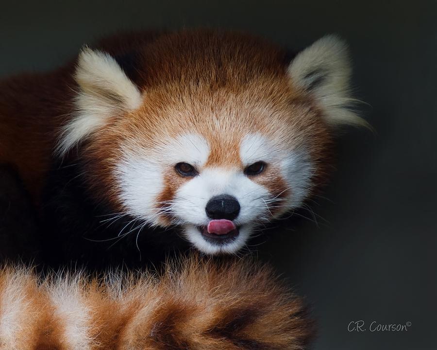 Red Panda Tongue Out Photograph by CR Courson