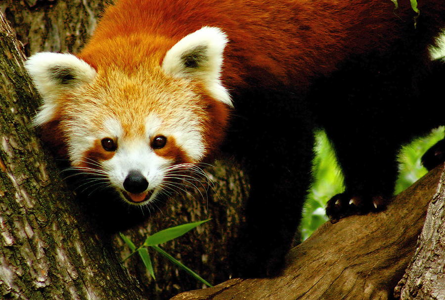 Red Panda Photograph by Trudi Simmonds