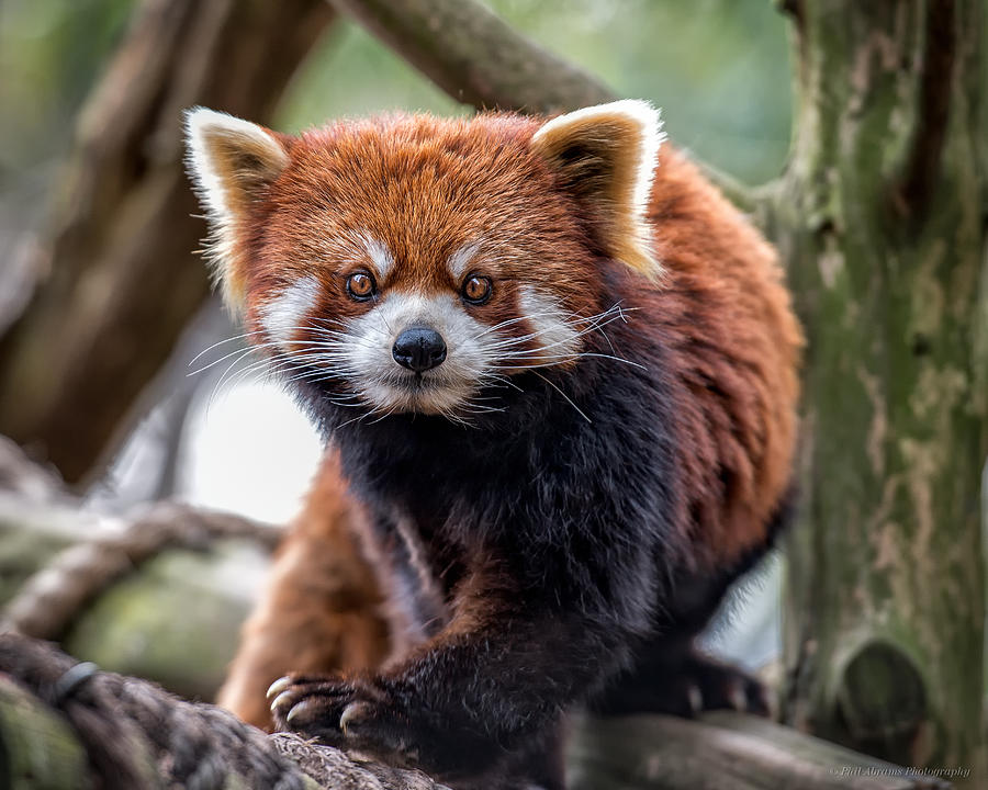 Red Panda v2.0 Photograph by Phil Abrams