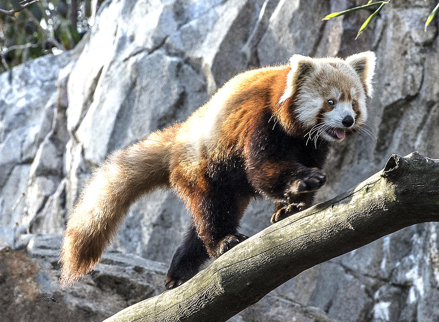 Red Panda Walking On Branch portrait Photograph by William Bitman