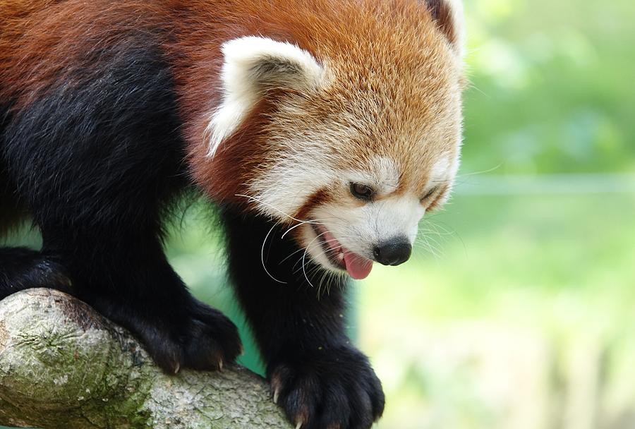 Red Panda XXX Photograph by Nicholas Rainsford - Fine Art America