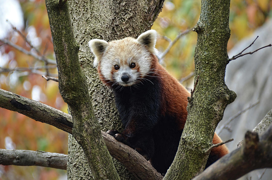 Red Panda in tree Photograph by Ronda Ryan