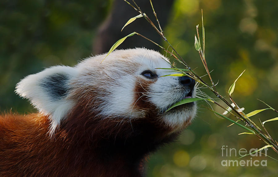 Animal Photograph - Red Pandas Bamboo Breakfast by MSVRVisual Rawshutterbug