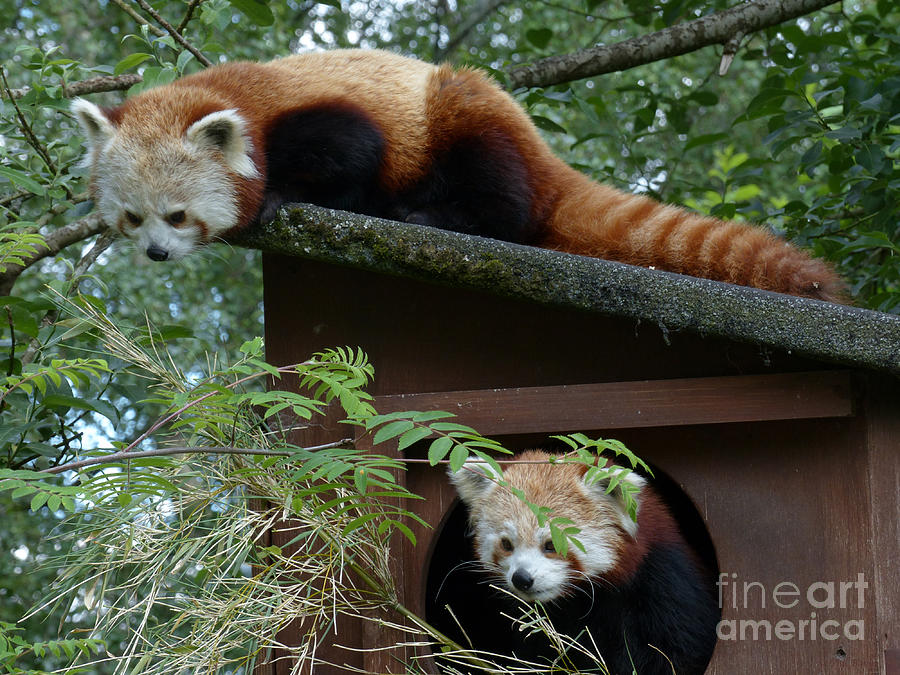 Red Pandas  Photograph by Phil Banks