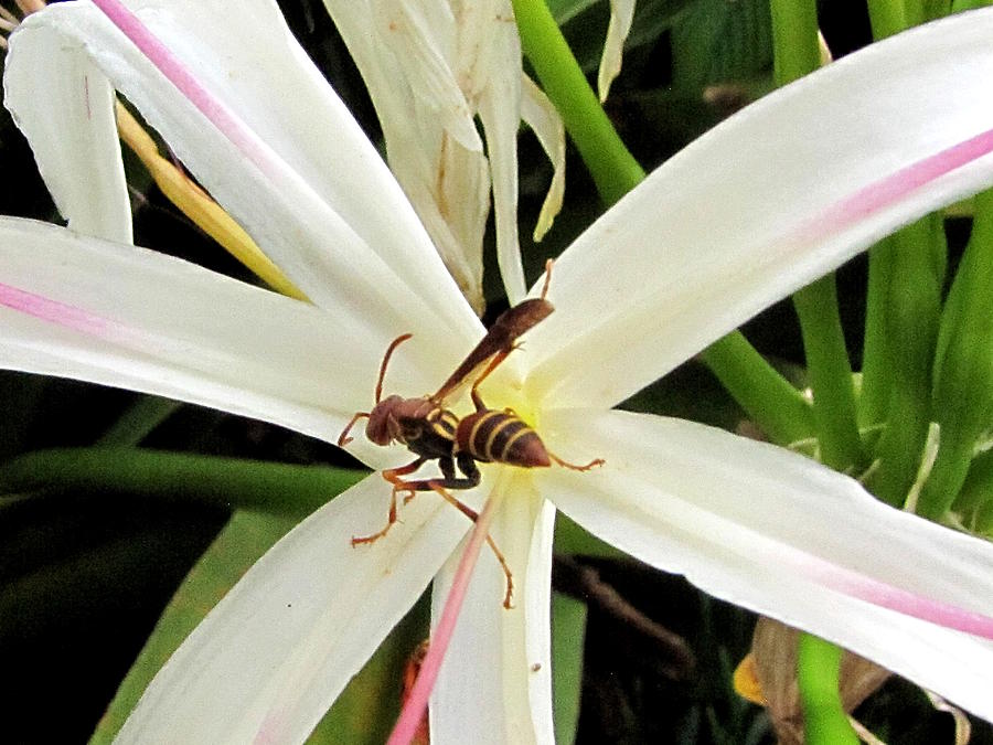 Red Paper Wasp and Spider Lily 000 Photograph by Christopher Mercer