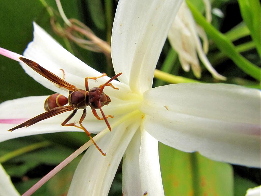 Red Paper Wasp and Spider Lily Photograph by Christopher Mercer